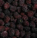 Frozen fruit IQF blackberry