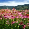 Echinacea Purpurea Extract