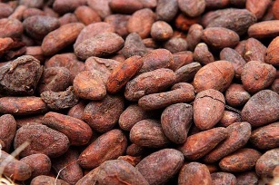 cocoa seed