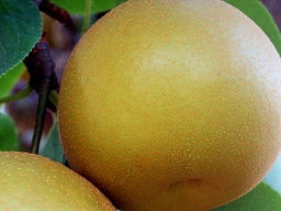 China Fresh Pears
