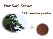 Pine Bark Extract 95% Proanthocyanidins