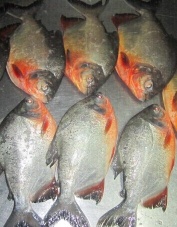 Red Pomfret whole round