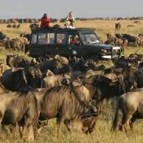 Game drive in masai mara