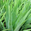 Top Quality Aloe Vera Dry Extract