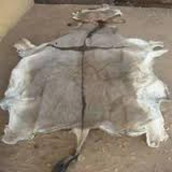 Wet / Dry Salted Donkey Hides