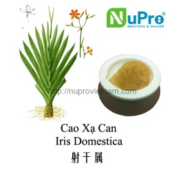 Iris domestica extract