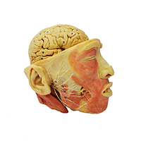 Facial Nerves with Brain Plastinated Specimen