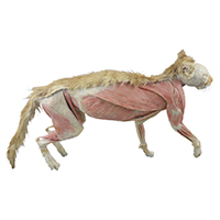 Whole cat plastinated specimen