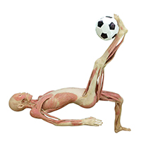 Human body plastinated specimens playing football