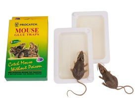 Mouse Glue Trap