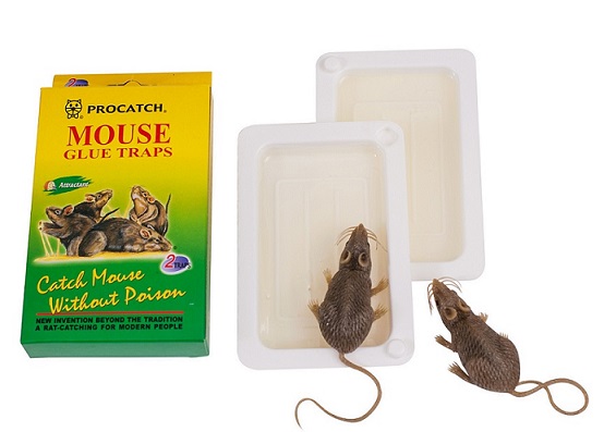 Mouse Glue Trap R-104