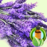 100% Pure France Lavender Essential Oi - 1021