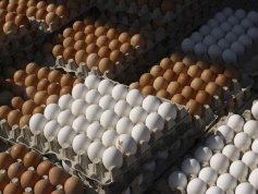 Duck Eggs and Chicken Eggs