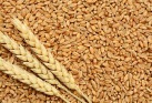 Wheat, Rice, Corn, Wheat Flour, Beans, Milk Powder, Turmeric - wheat, Rice, Corn