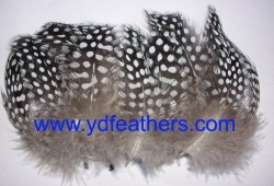 Guinea fowl big spot feather