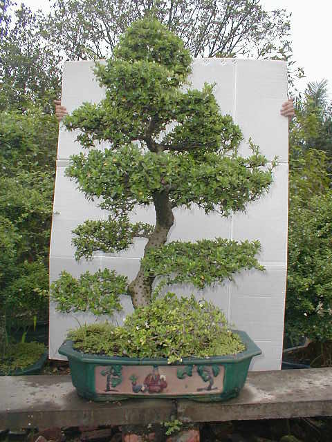 Bonsai