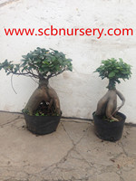 Ginseng ficus