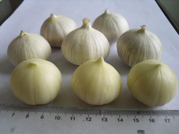 yunnan solo garlic