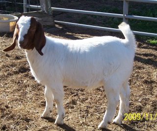 Boer goat 300 × 283 - 116k - jpg