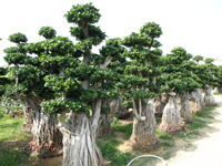 Ficus Multiroots