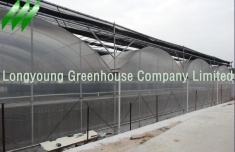 Plastic Film Multi-Span Greenhouse