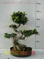 ficus microcarpa bonsai and ficus ginseng