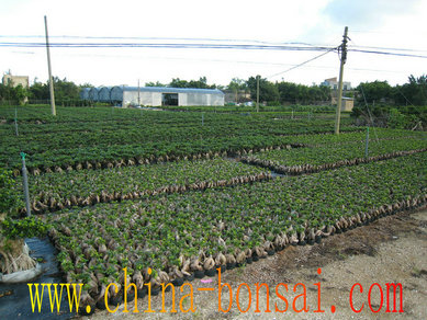 Banyan Bonsai(Xiamen) Co.,Ltd
