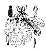 Magnolia officinalis Rehd. et Wils.