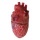 Human Heart Halloween Prop, Made of PVC