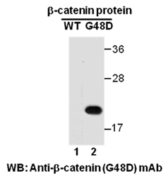 Western blot analysis of recombinant β-catenin (G48D) and wildtype proteins. Purified His-tagged β-catenin (G48D) protein (amino acids 1-76, lane 2) and corresponding wild type protein (lane 1) were blotted with anti- β-catenin (G48D) mouse monoclonal antibody (Cat. #26166).