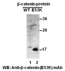 Western blot analysis of recombinant ?-catenin (E53K) and wildtype proteins. Purified His-tagged ?-catenin (E53K) protein (amino acids 1-76, lane 2) and corresponding wild type protein (lane 1) were blotted with anti- ?-catenin (E53K) mouse monoclonal antibody (Cat. #26167).