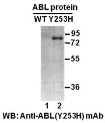 Western blot analysis of recombinant Abl (Y253H) and wildtype proteins. Purified His-tagged Abl (Y253H) protein (amino acids 1-76, lane 2) and corresponding wild type protein (lane 1) were blotted with anti-Abl (Y253H) mouse monoclonal antibody (Cat. #26154).