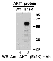 Western blot analysis of recombinant AKT1 (E49K) and wildtype proteins. Purified His-tagged AKT1 (E49K) protein (lane 2) and corresponding wild type protein (lane 1) were blotted with anti-AKT1 (E49K) monoclonal antibody (Cat. #26137).