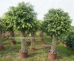Ficus cage shape