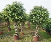 Ficus cage