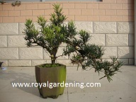 Podocarpus bonsai - Royal Gardening 04