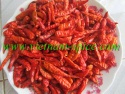 dried small chili 5cm below