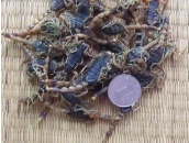 herbal  dry scorpion