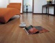 Laminate-Flooring 