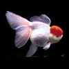 Ornada Goldfish