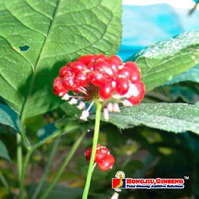 Ginseng Berry Extract (for Diabetic)