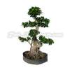 Bonsai Tree Ficus (fig tree, ficus retusa, ficus microcarpa)
