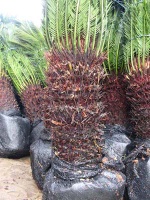 trachycarpus fortunei